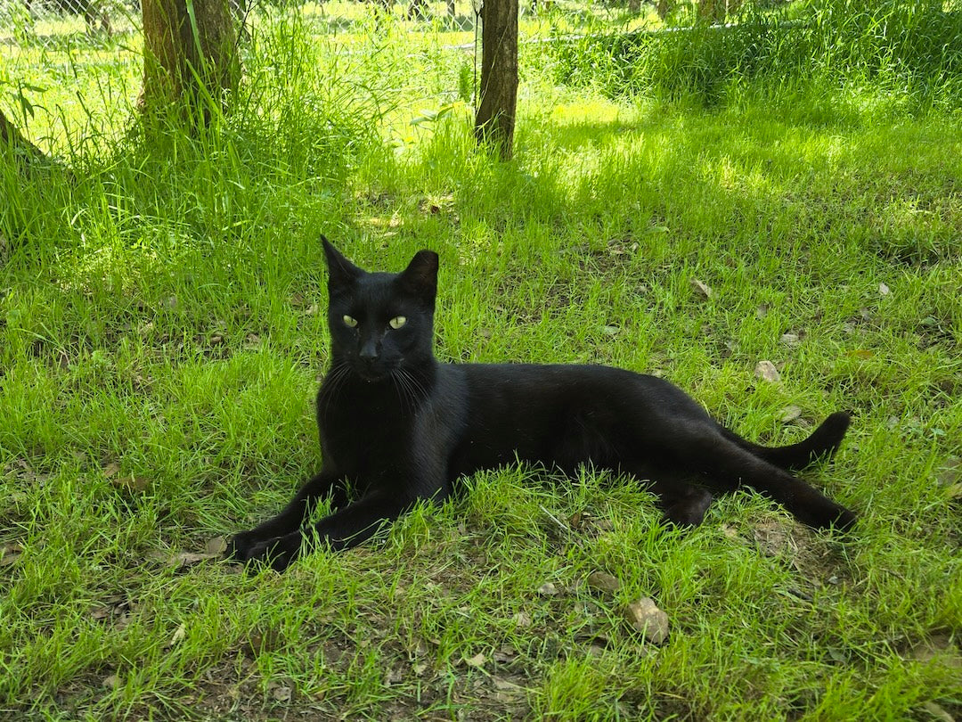 Bagheera