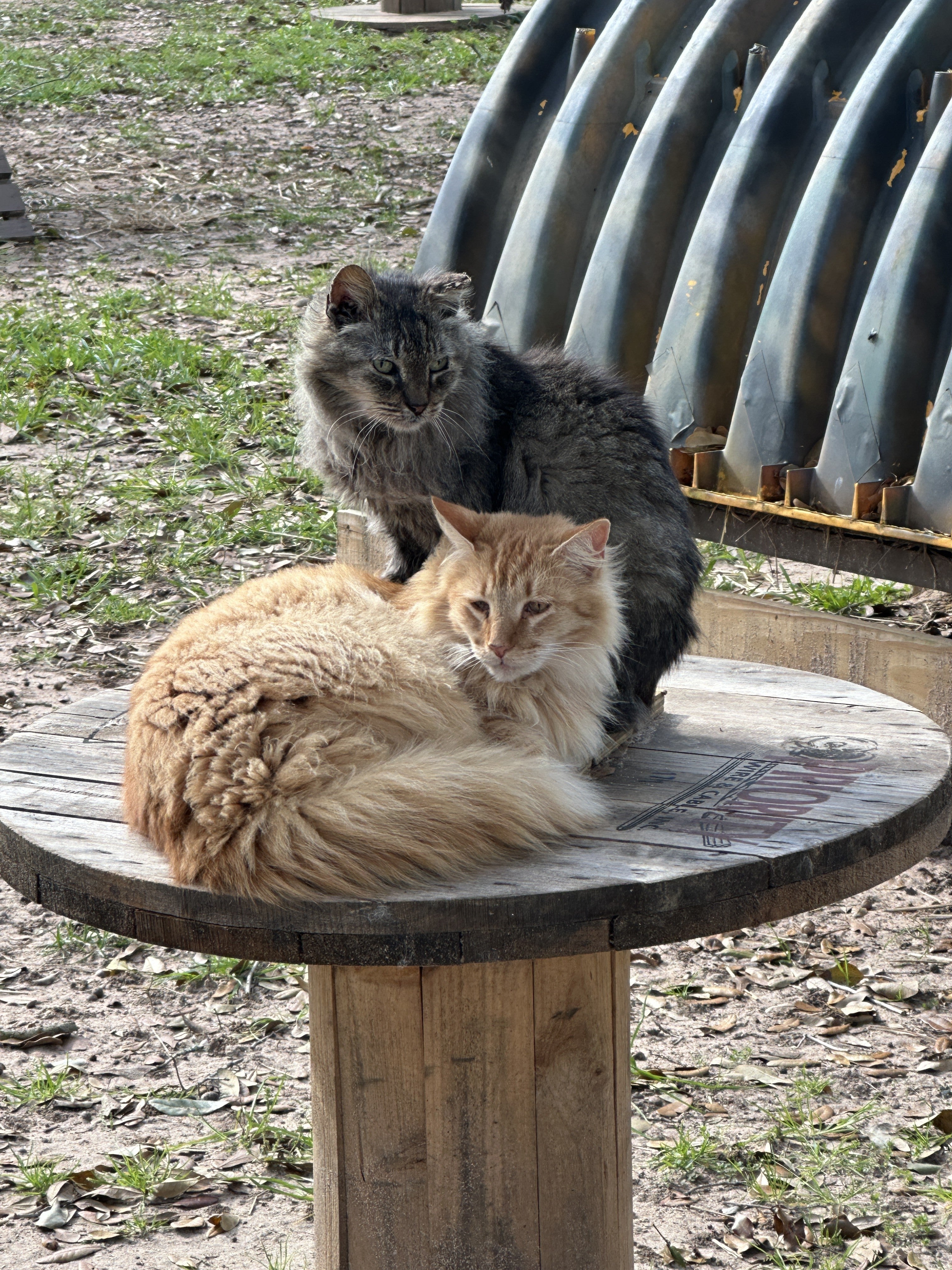 Simba and Grey Fox – Coastal Cats and Critters