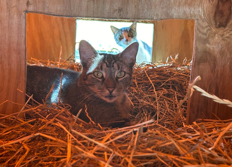 Inside a cat house at Coastal Cat Sanctuary