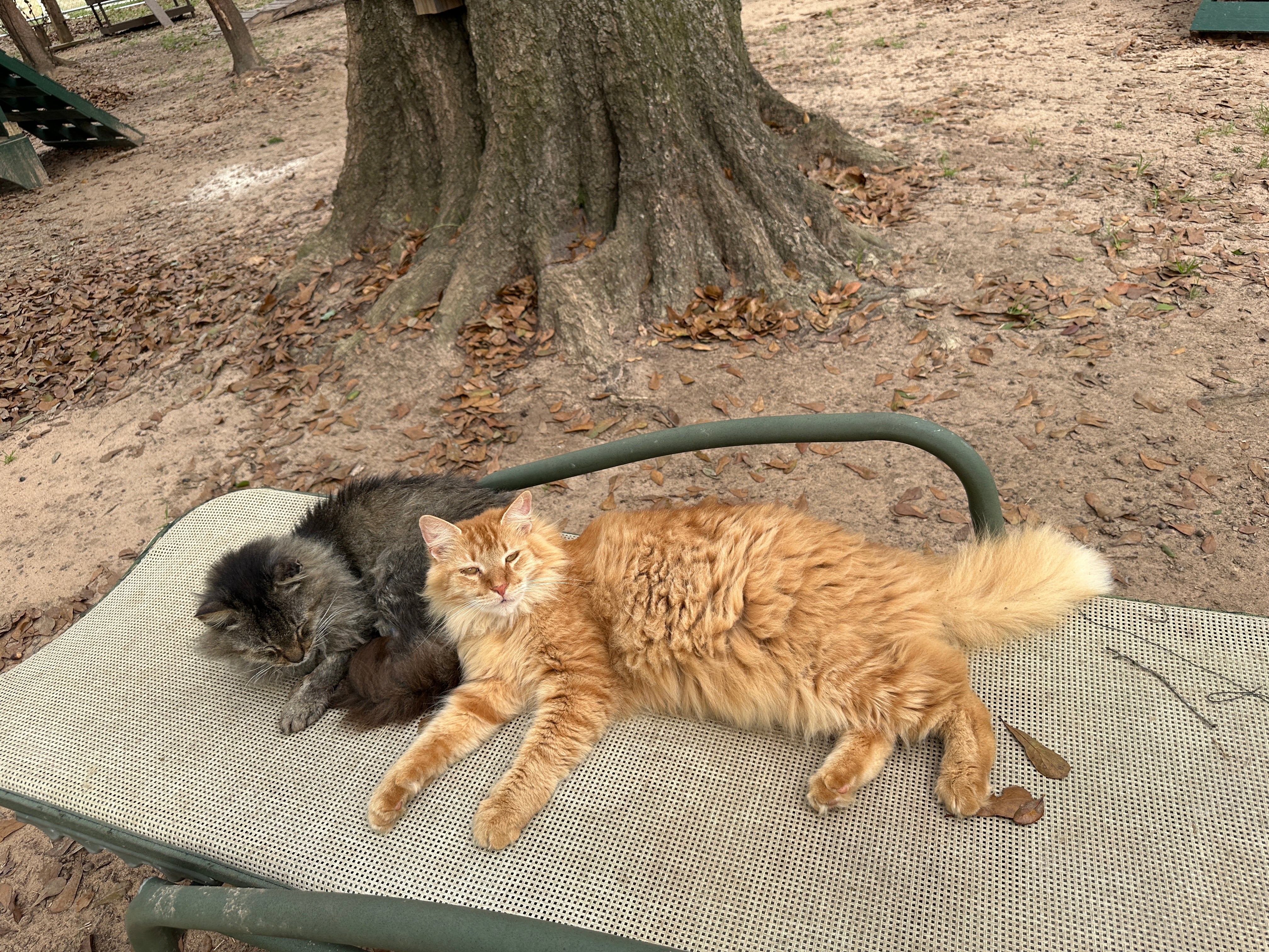 Simba and Grey Fox – Coastal Cats and Critters