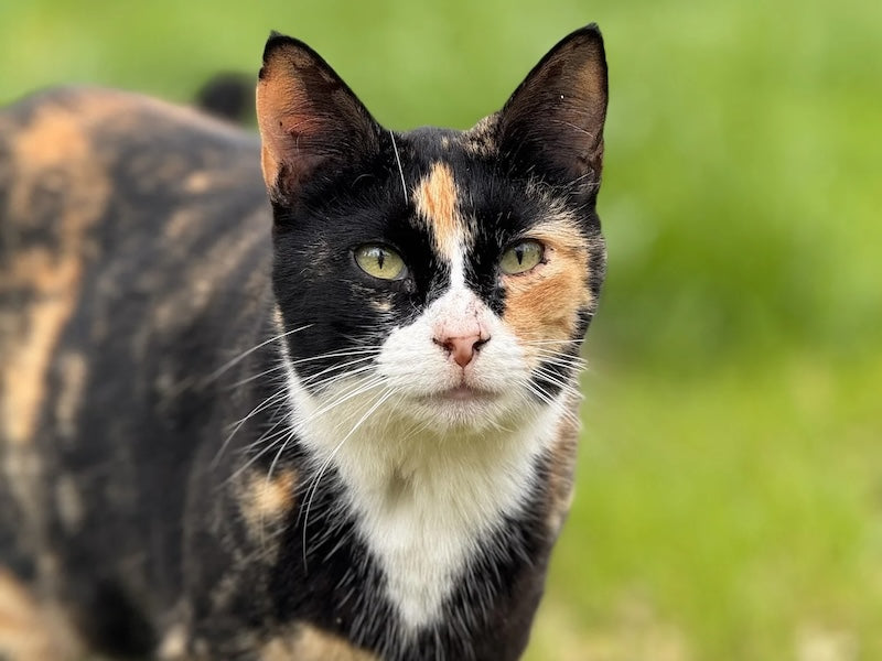 Coastal Cat Sanctuary resident, Kiri