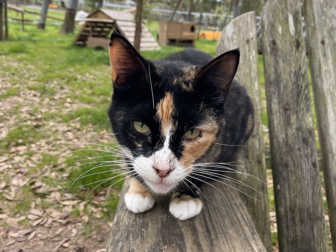 Sponsor Kiri at Coastal Cat Sanctuary