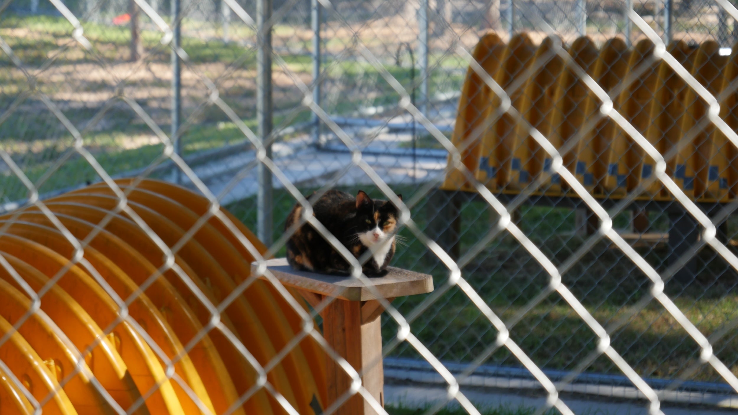 Rescue cat enjoying some sun