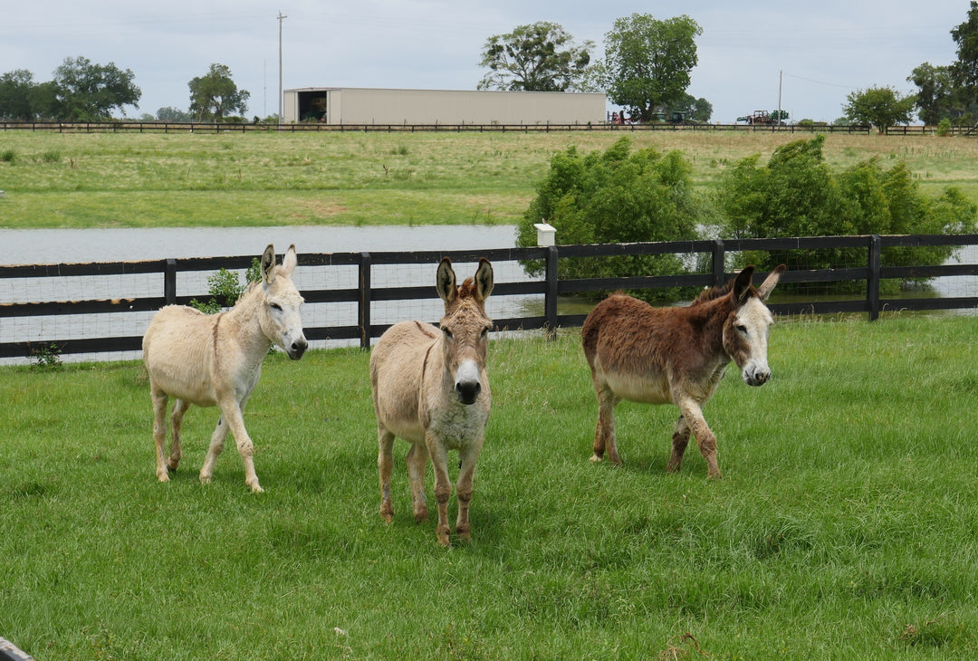 Coastal Cats & Critters donkey gang walking