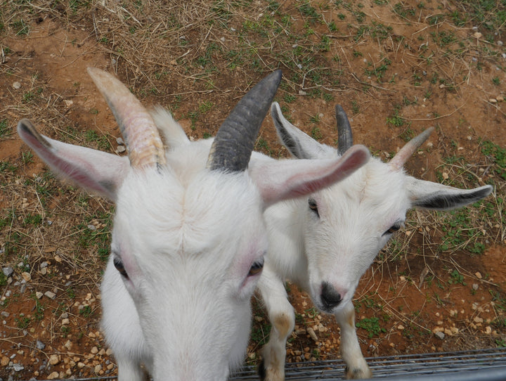 Coastal Cats & Critters goats