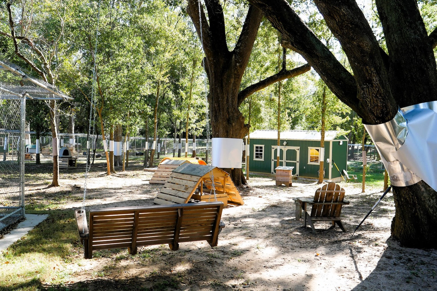 Inside a fence at Coastal Cat Sanctuary