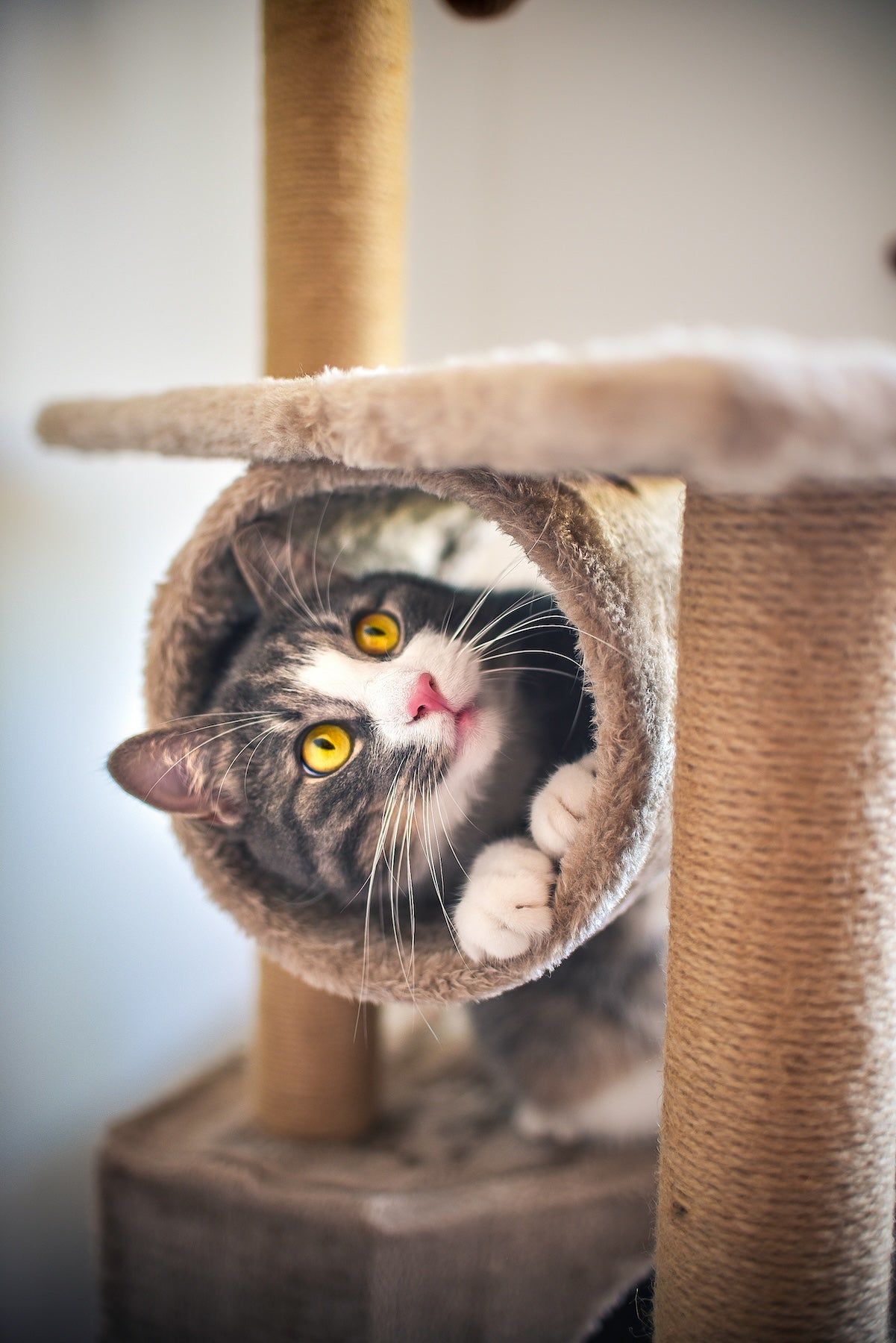 Cat playing in tunnel