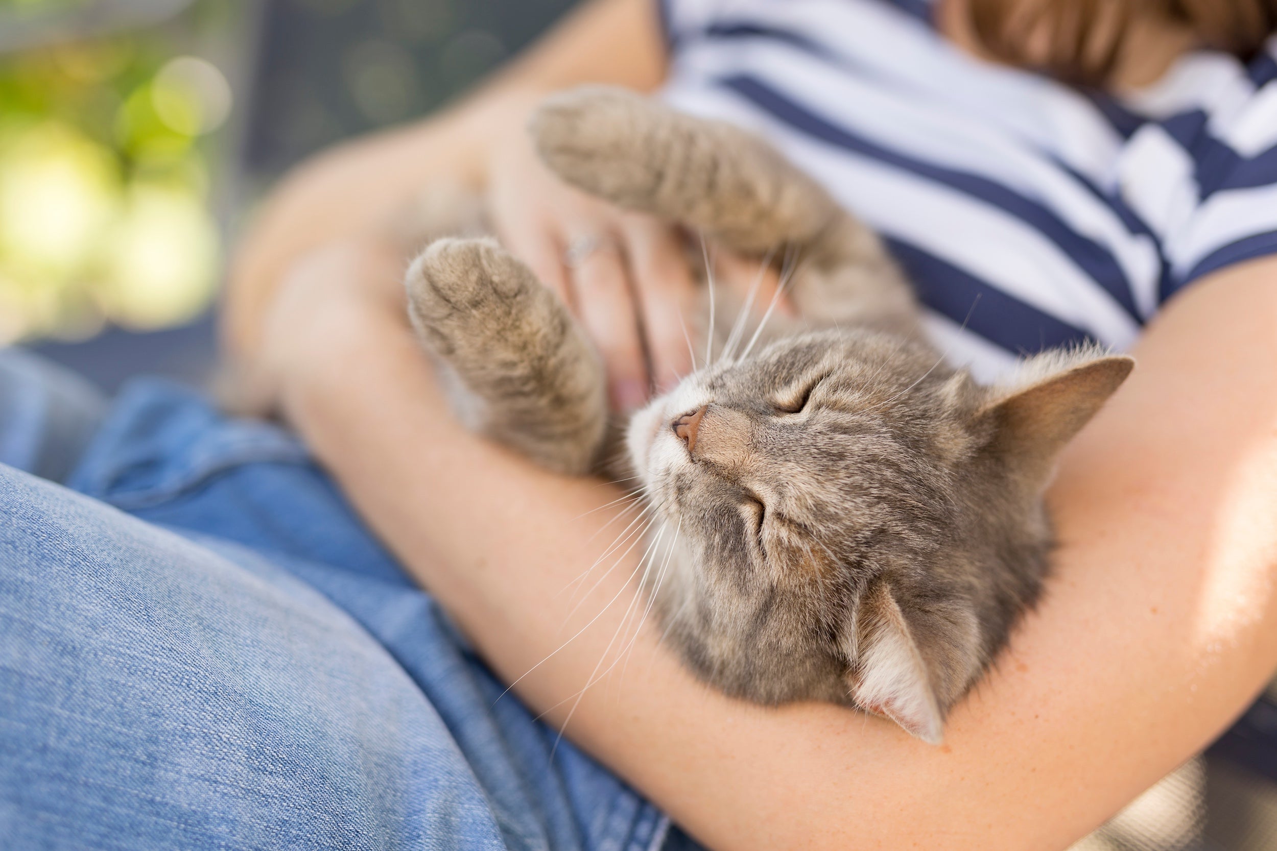 Coastal Cats volunteer petting cat