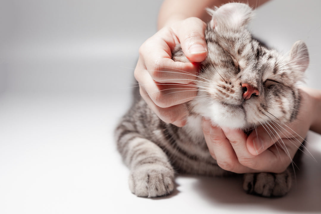 Cat getting pet