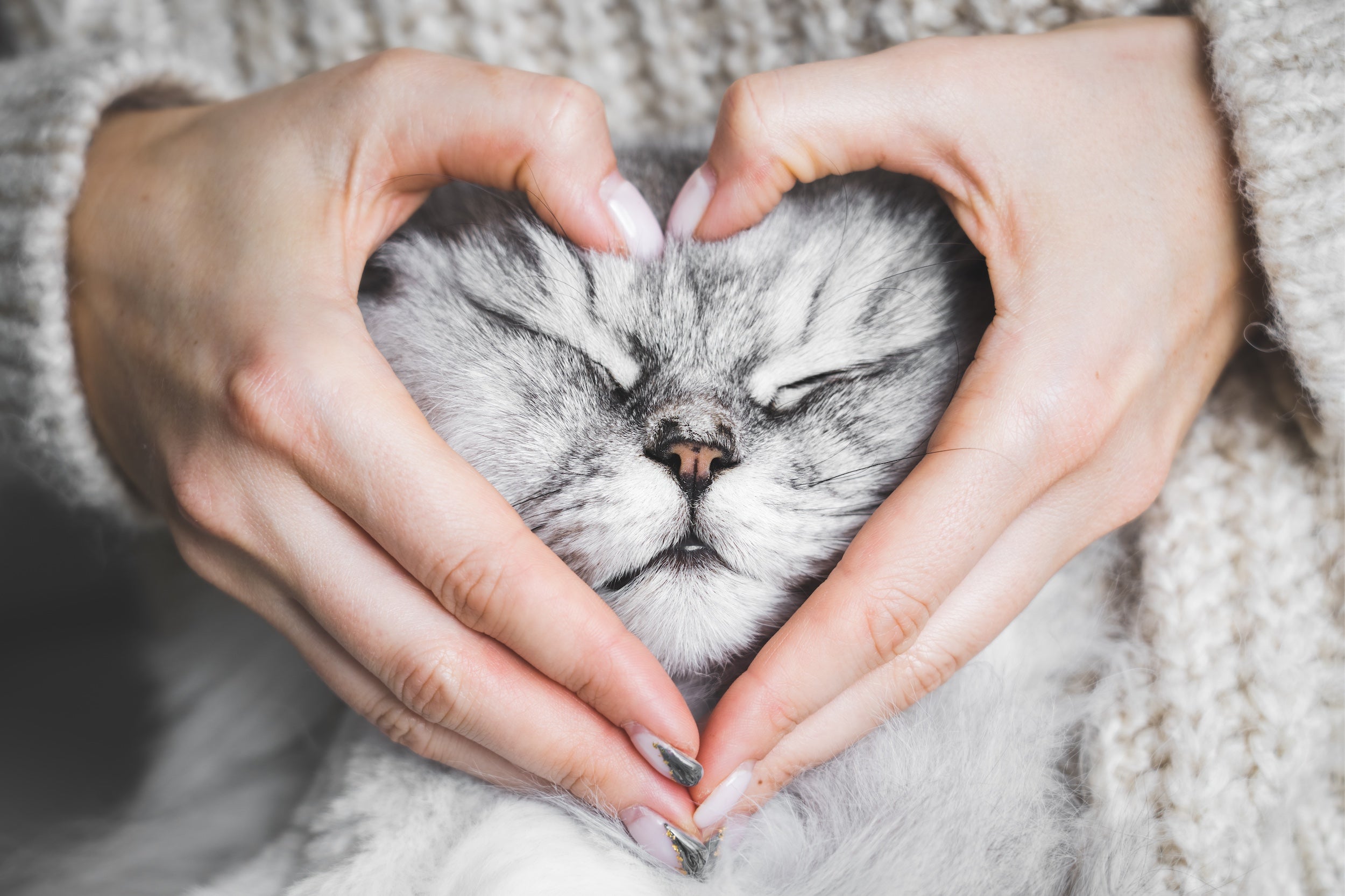 Cat getting love from Coastal Cats & Critters volunteer