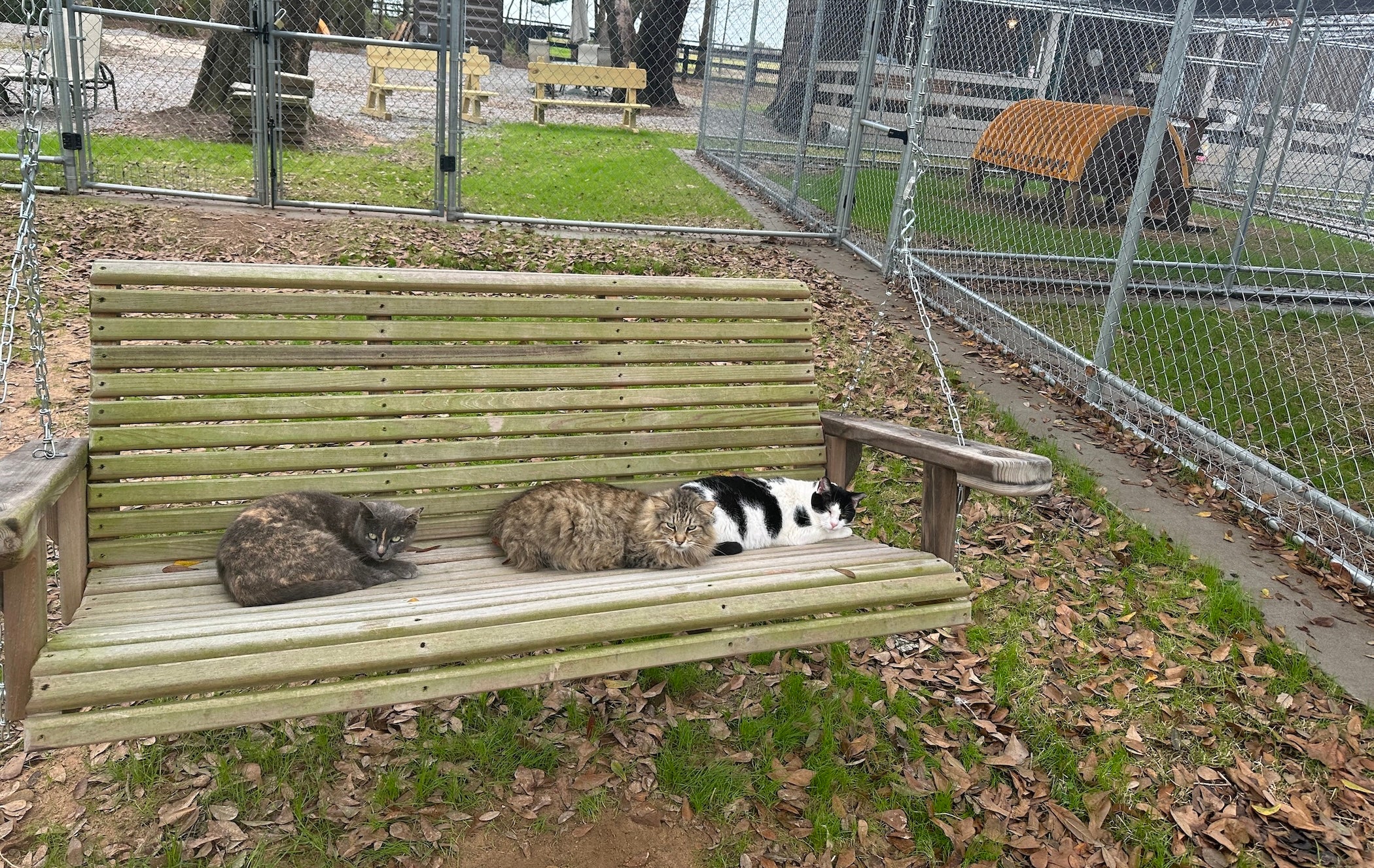 Cats in swing at Coastal Cat Sanctuary