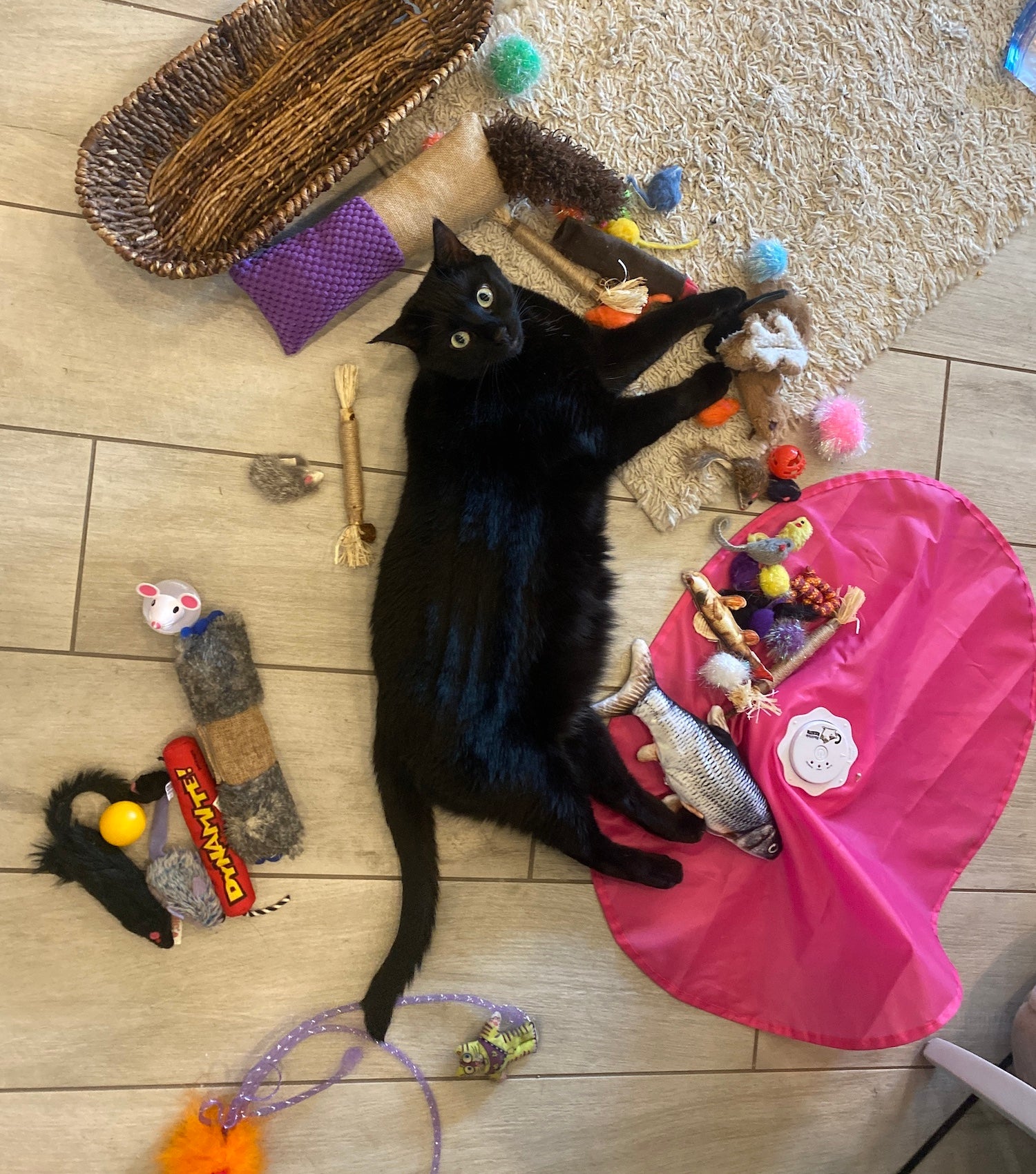 Donate toys and supplies to Coastal Cat Sanctuary