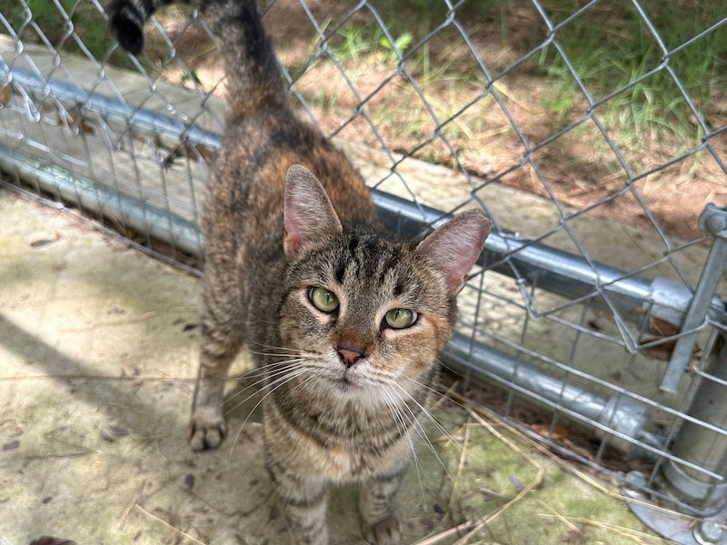 Sponsor Ziggy at Coastal Cat Sanctuary